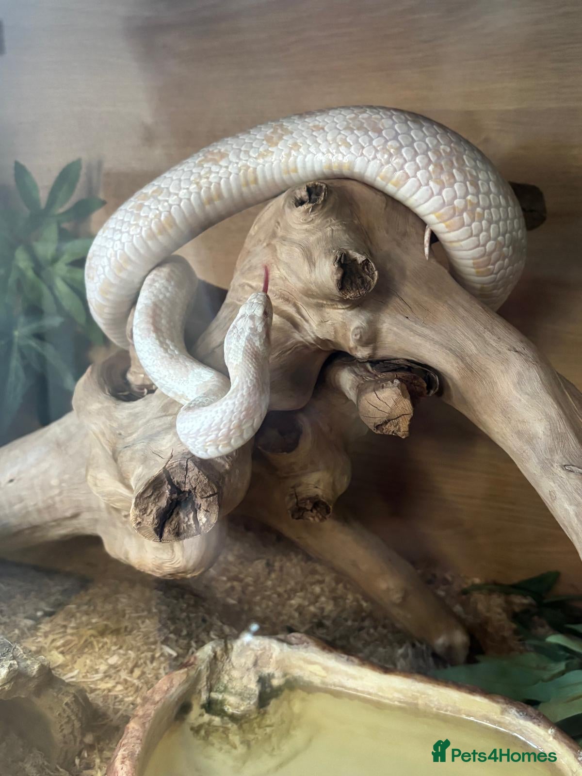 Corn Snake reptiles Albino Corn Snake - Advert 1