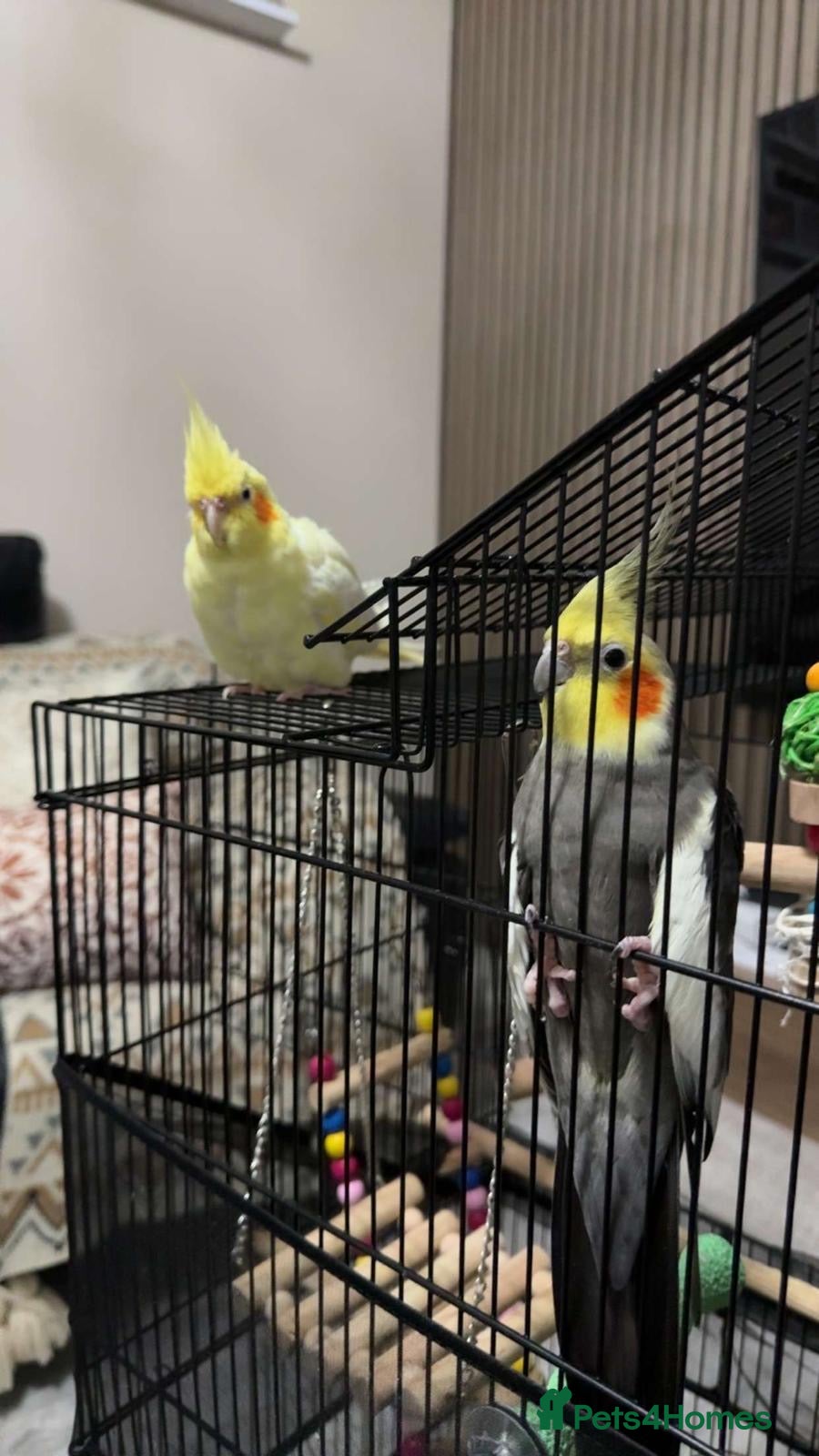 Cockatiels birds Beautiful Pair of Cockatiels for Sale  - Advert 1