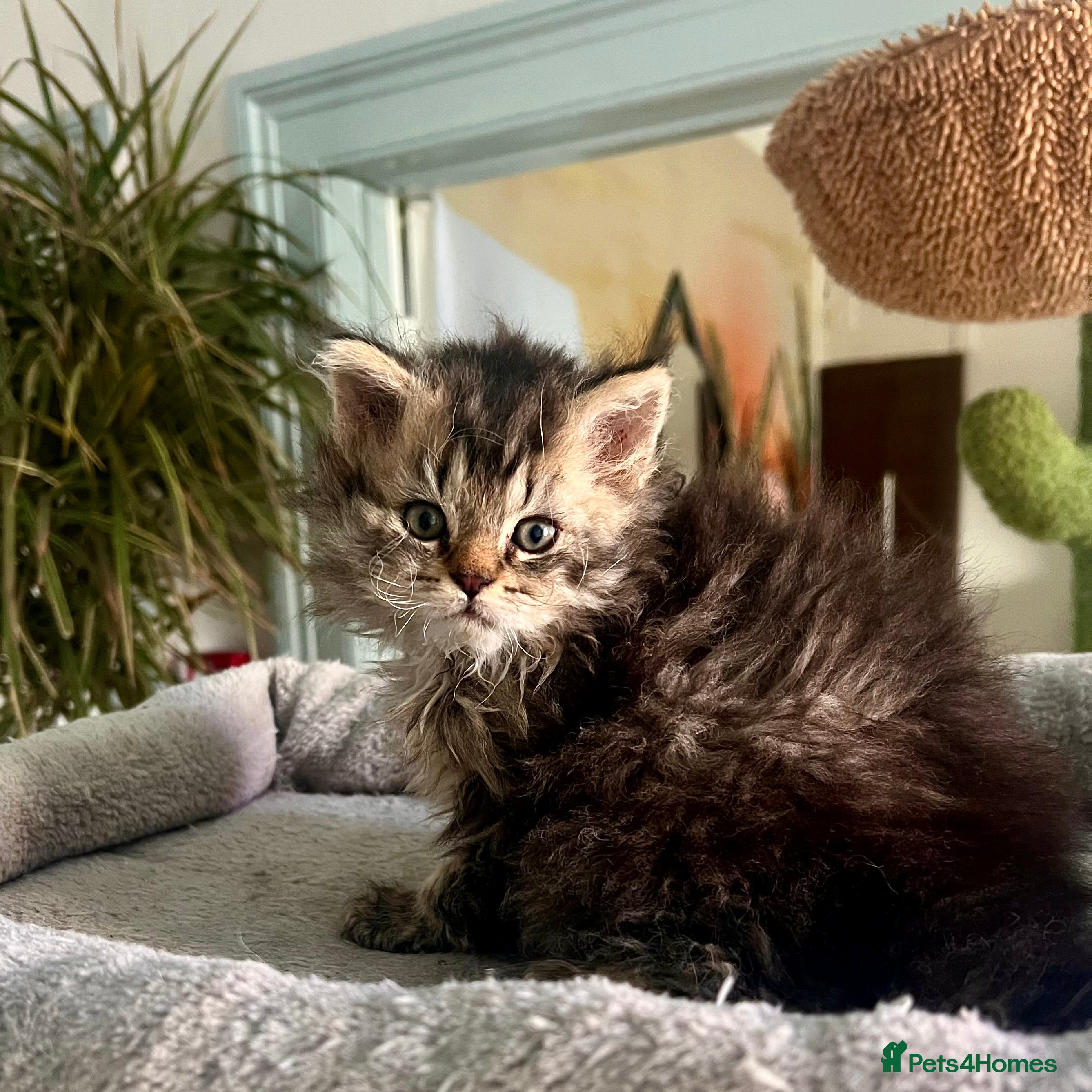 Selkirk Rex cats Stunning Selkirk rex kittens - Advert 14