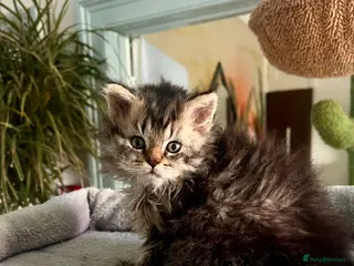 Selkirk Rex cats Stunning Selkirk rex kittens - Advert 14