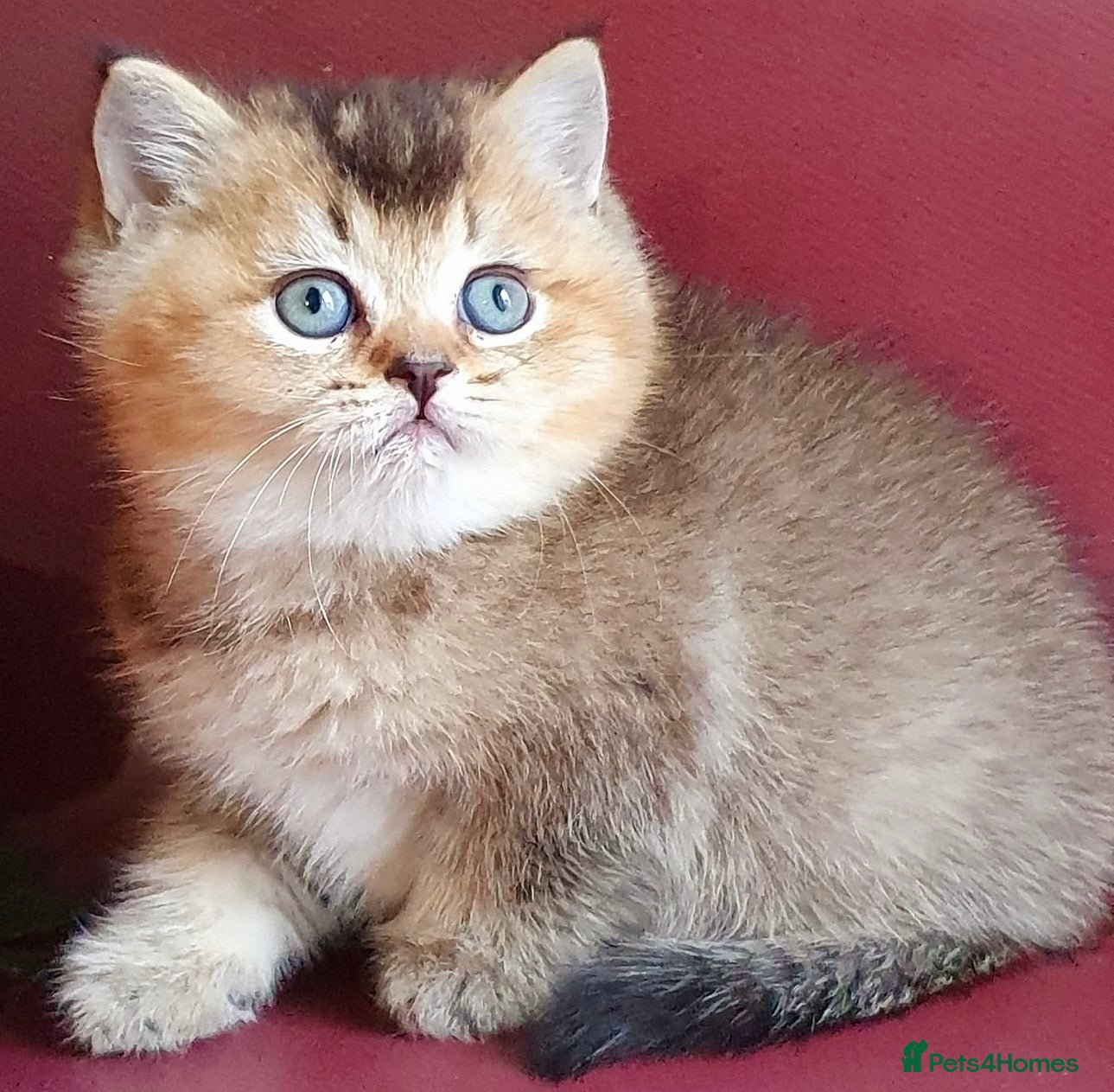 British Shorthair cats for sale: Stunning golden shaded British shorthair kitten - Advert 1