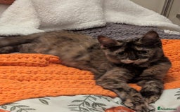 Maine Coon cats for sale: Beautiful baby boy ready to leave! - Image 6
