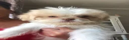 Mixed Breed dogs for sale: Beautiful fluffy Shih tzu baby boys - Advert 5