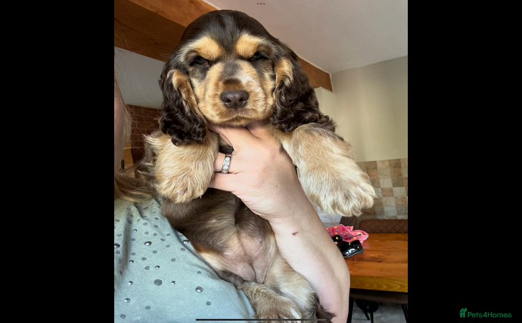 Cocker Spaniel dogs - Advert 1