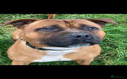 Staffordshire Bull Terrier dogs for sale: Beautiful kc reg.red brindle & white puppies - Image 14