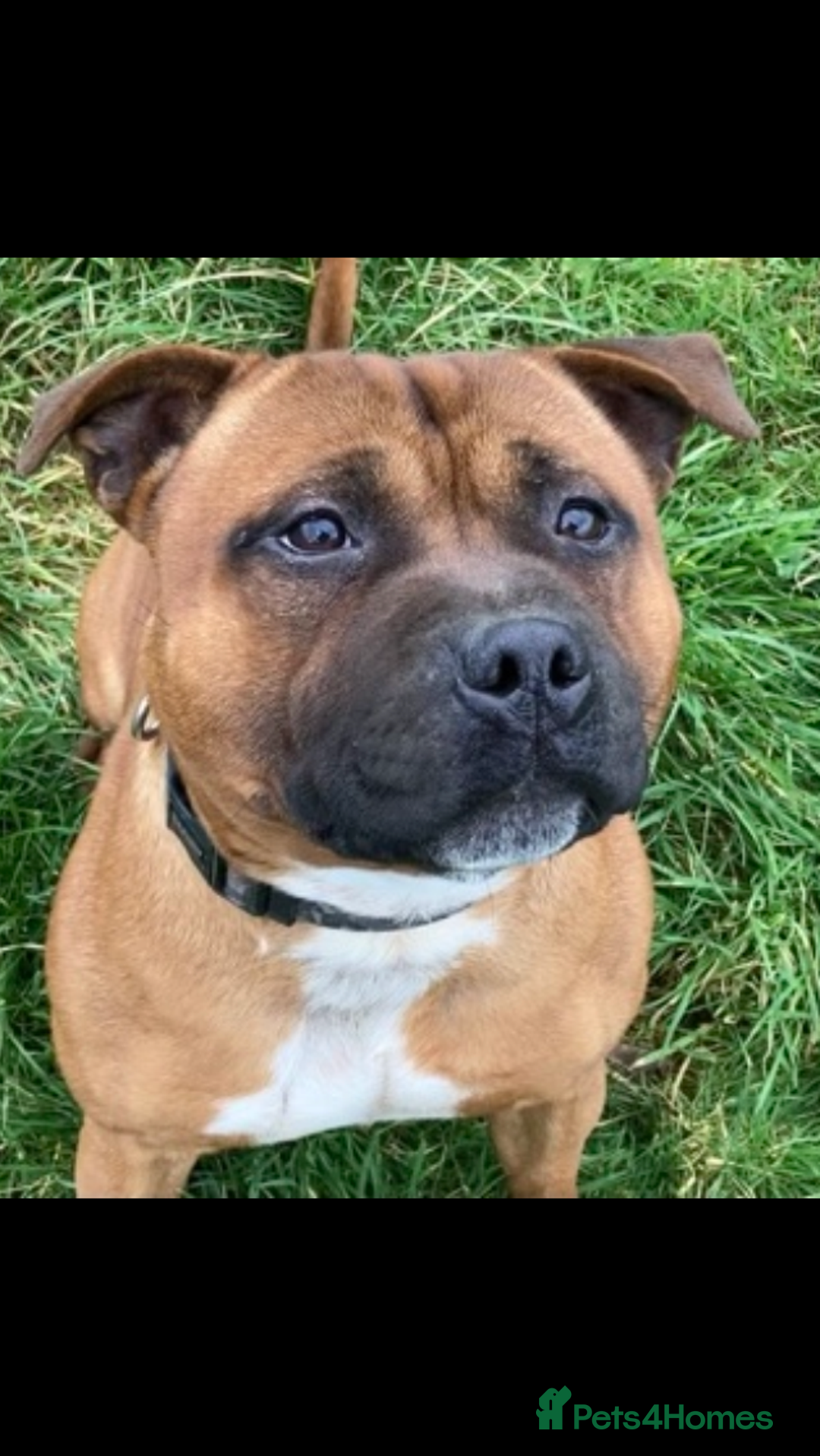 Staffordshire Bull Terrier dogs for sale: Beautiful kc reg.red brindle & white puppies - Image 14