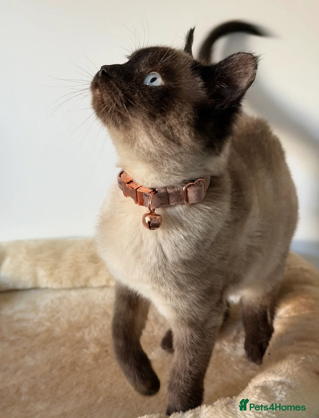 Siamese cats for sale: Luna the purebred Siamese kitten - Ready to leave - Advert 2