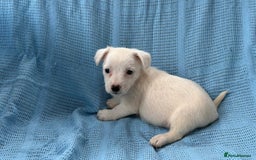 Jack Russell dogs for sale: Mini Jack Russell Terrier puppy - Image 10