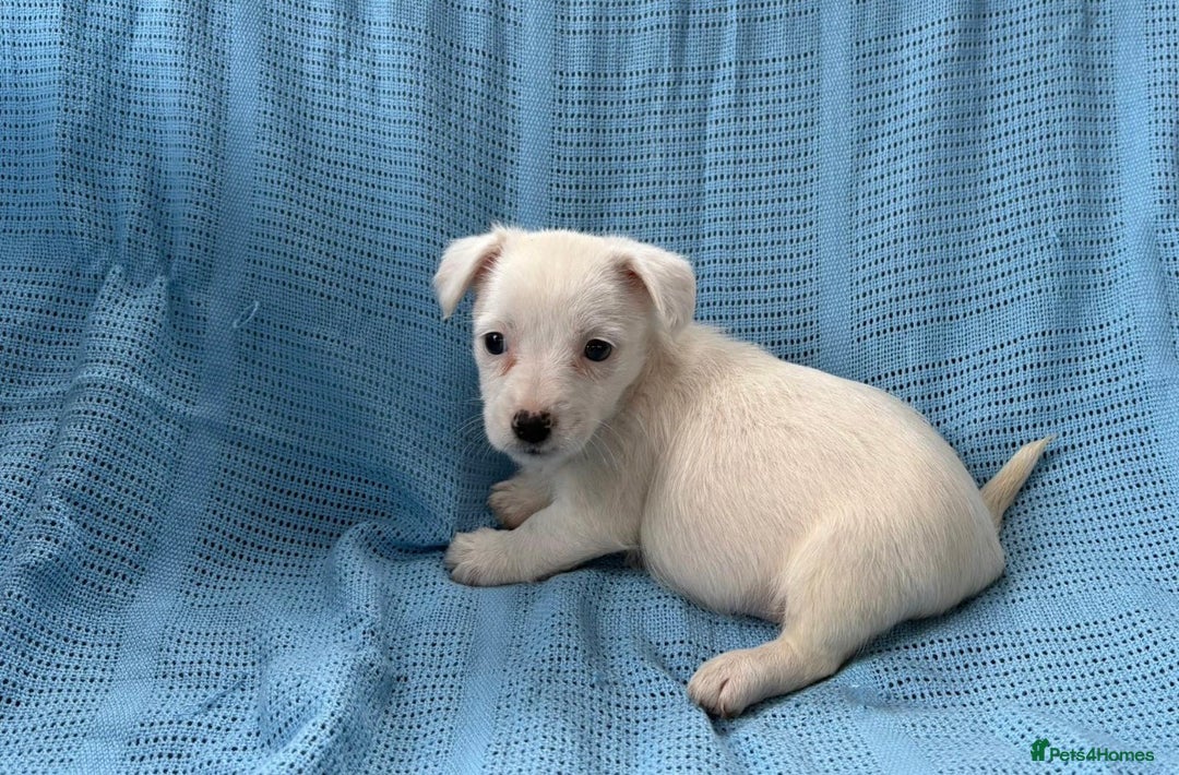 Jack Russell dogs for sale: Mini Jack Russell Terrier puppy - Image 10