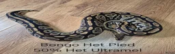 Python Snake reptiles for sale: Variety of Royal Pythons - Advert 13