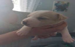 Jack Russell dogs for sale: Jack Russell  puppies for sale  - Image 5