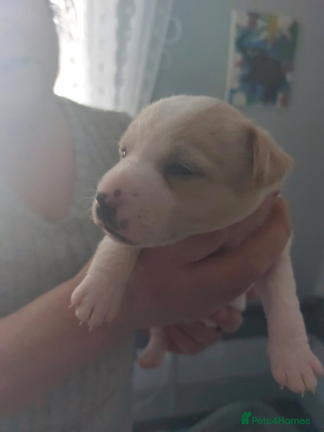 Jack Russell dogs for sale: Jack Russell  puppies for sale  - Image 5