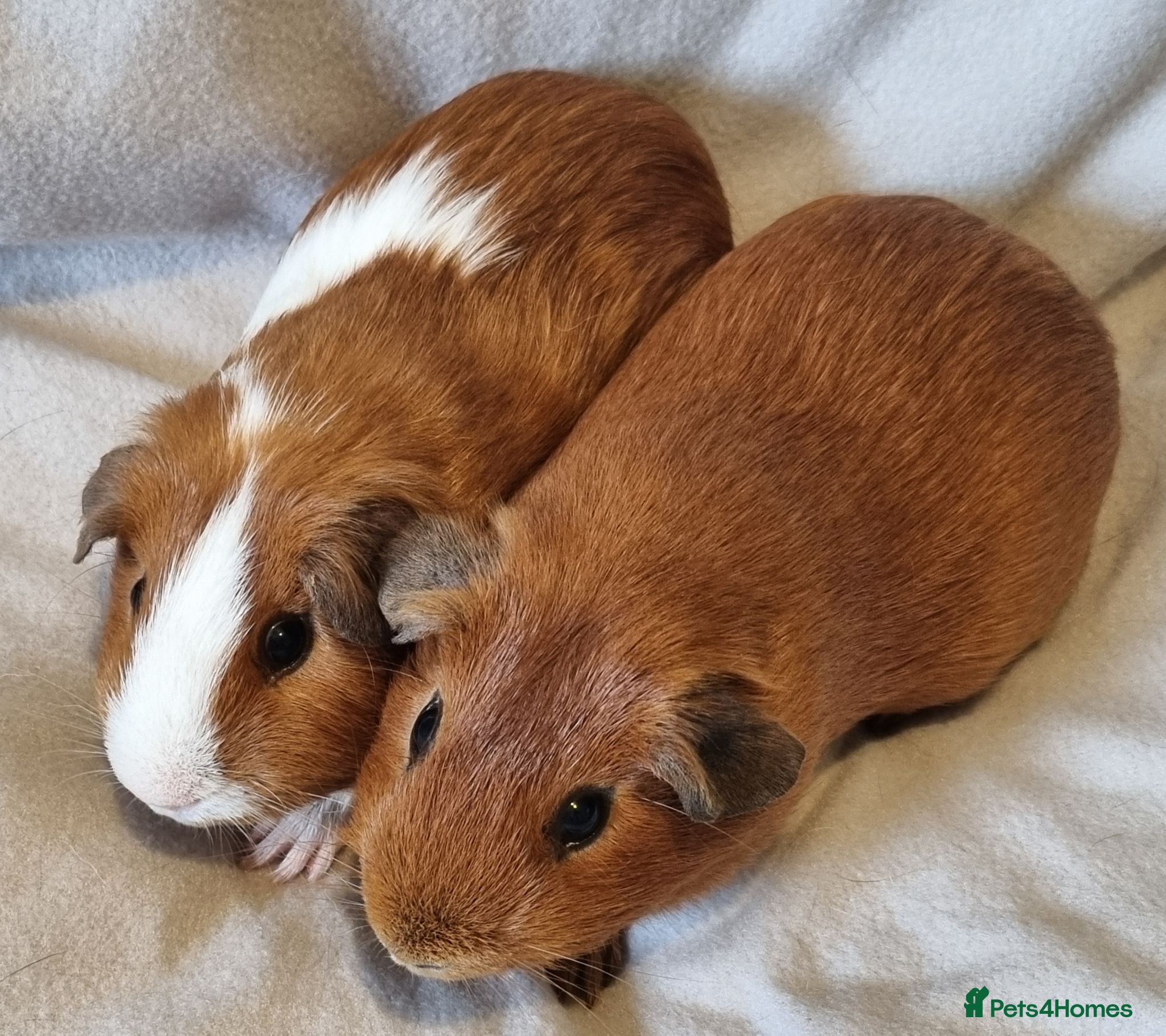 Guinea Pig rodents Adoption - Bonded Pair Boar(Boy) Guinea Pigs - Advert 2