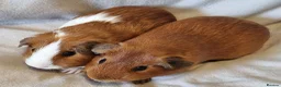 Guinea Pig rodents for sale: Adoption - Bonded Pair Boar(Boy) Guinea Pigs - Advert 2