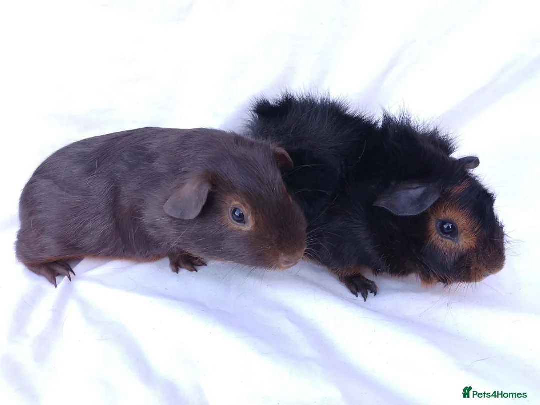 Guinea Pig rodents for sale: Lovely Baby Guinea pig boys available  - Advert 2