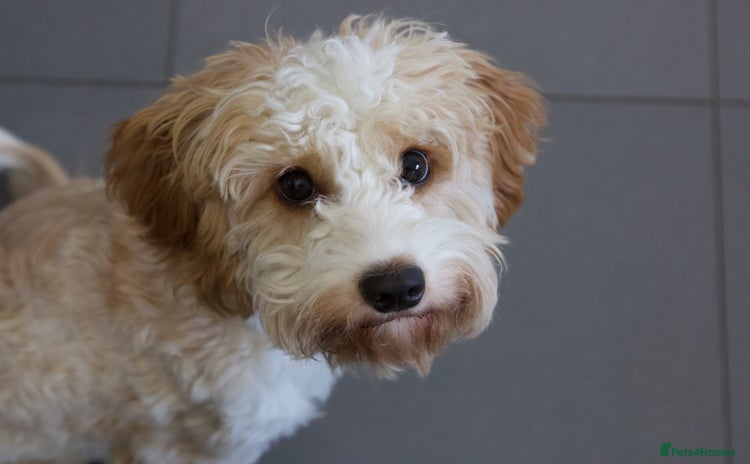 Mixed Breed dogs in Aylesbury - Advert 12