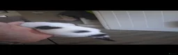 Turkish Van cats for sale: 4 beautiful Turkish van babies  - Advert 6