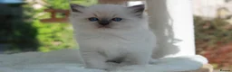 Ragdoll cats for sale: GCCF Reg Ragdoll Kittens – Outstanding GrCh Lines in Droitwich - Advert 2