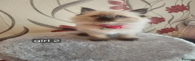 Ragdoll Kitten 5