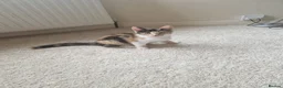 Mixed Breed cats for sale: Mother and 4 kittens in Leeds - Advert 4