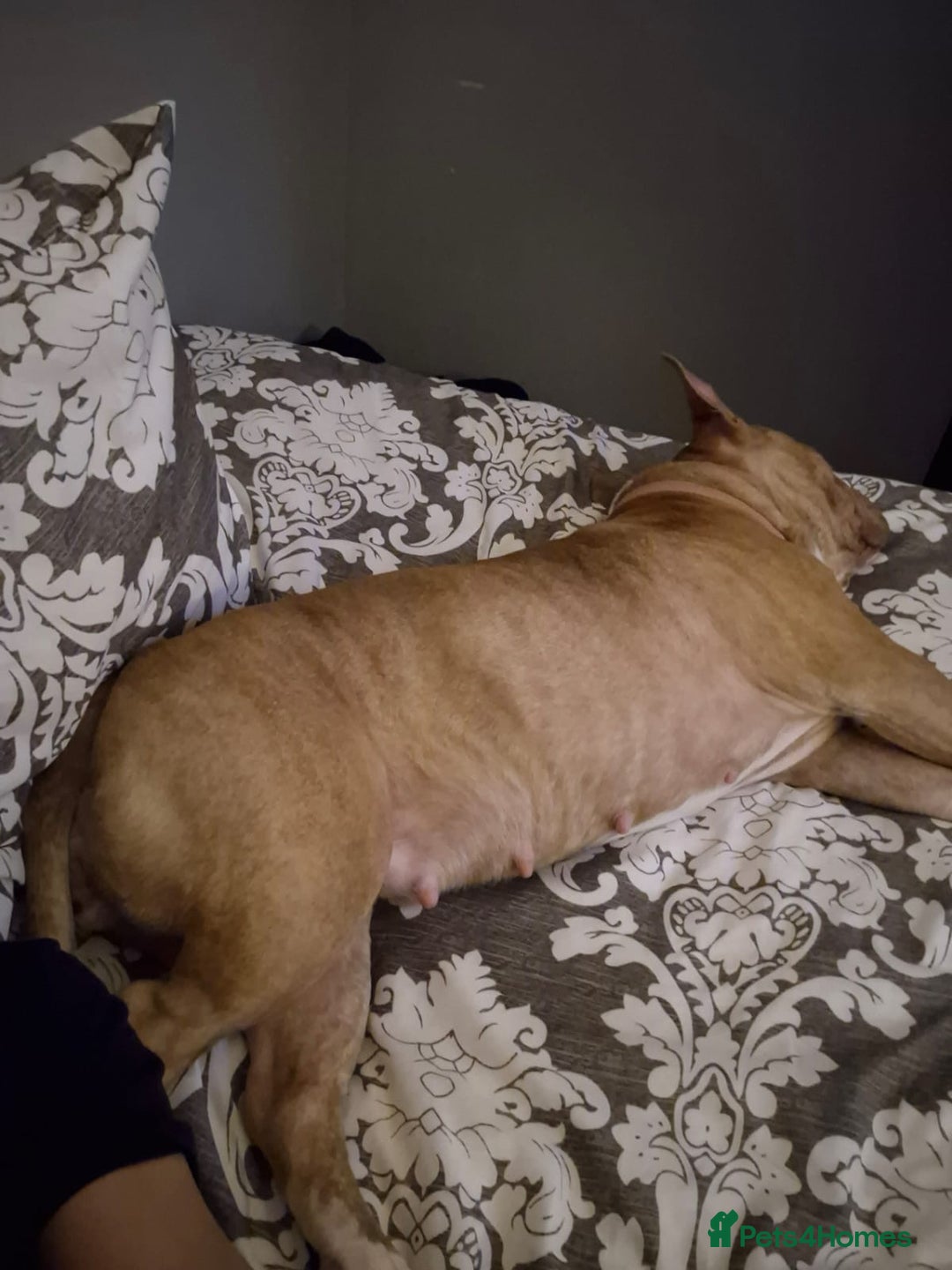 Mixed Breed dogs for sale: English bulldog / staff  - Advert 6