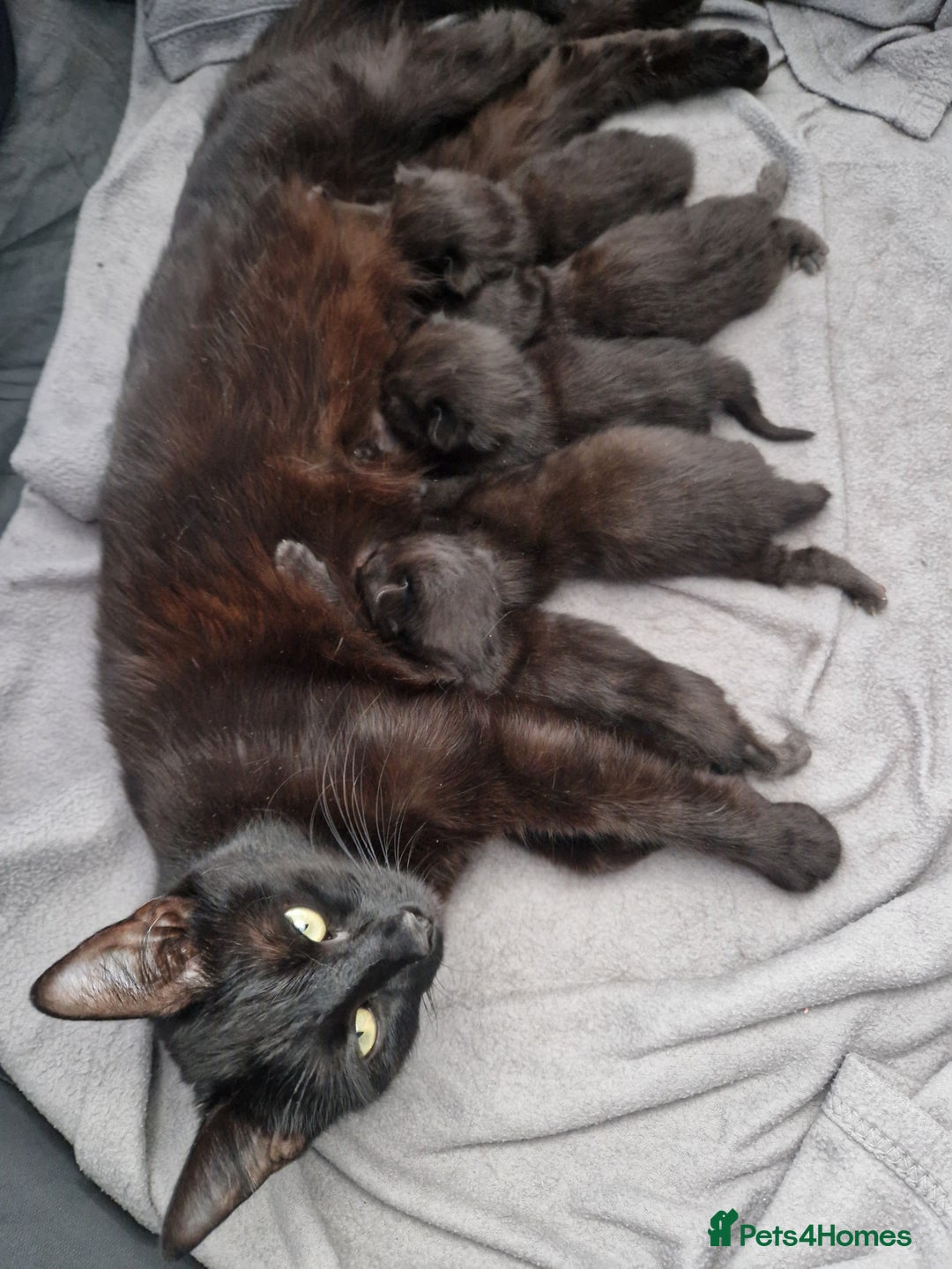 Bombay cats for sale: Bombay kittens - Image 4