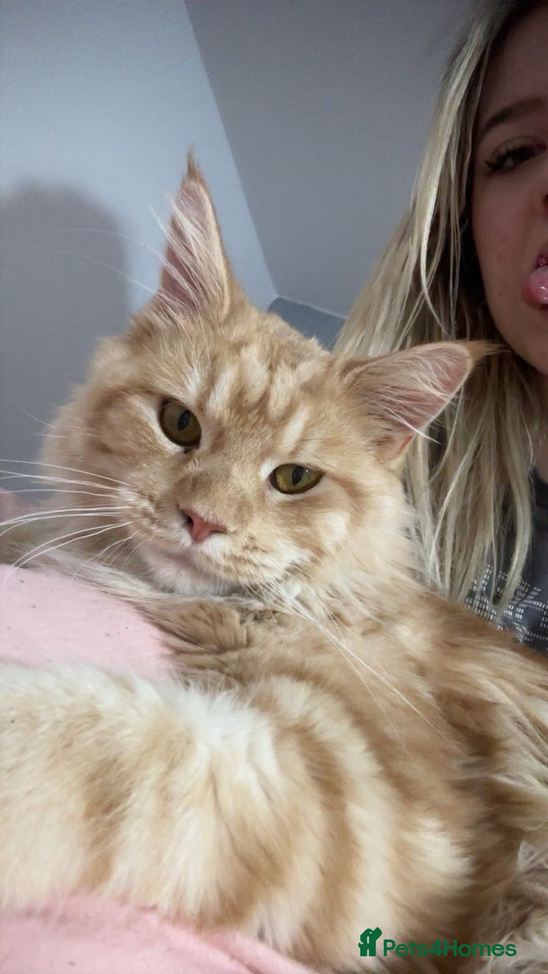 Mixed Breed cats for sale: Himalayan x Mainecoon  - Advert 16