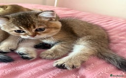 Scottish Fold cats for sale: Scottish fold kittens - Image 4