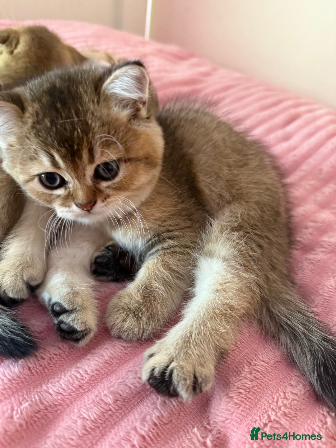 Scottish Fold cats for sale: Scottish fold kittens - Image 4