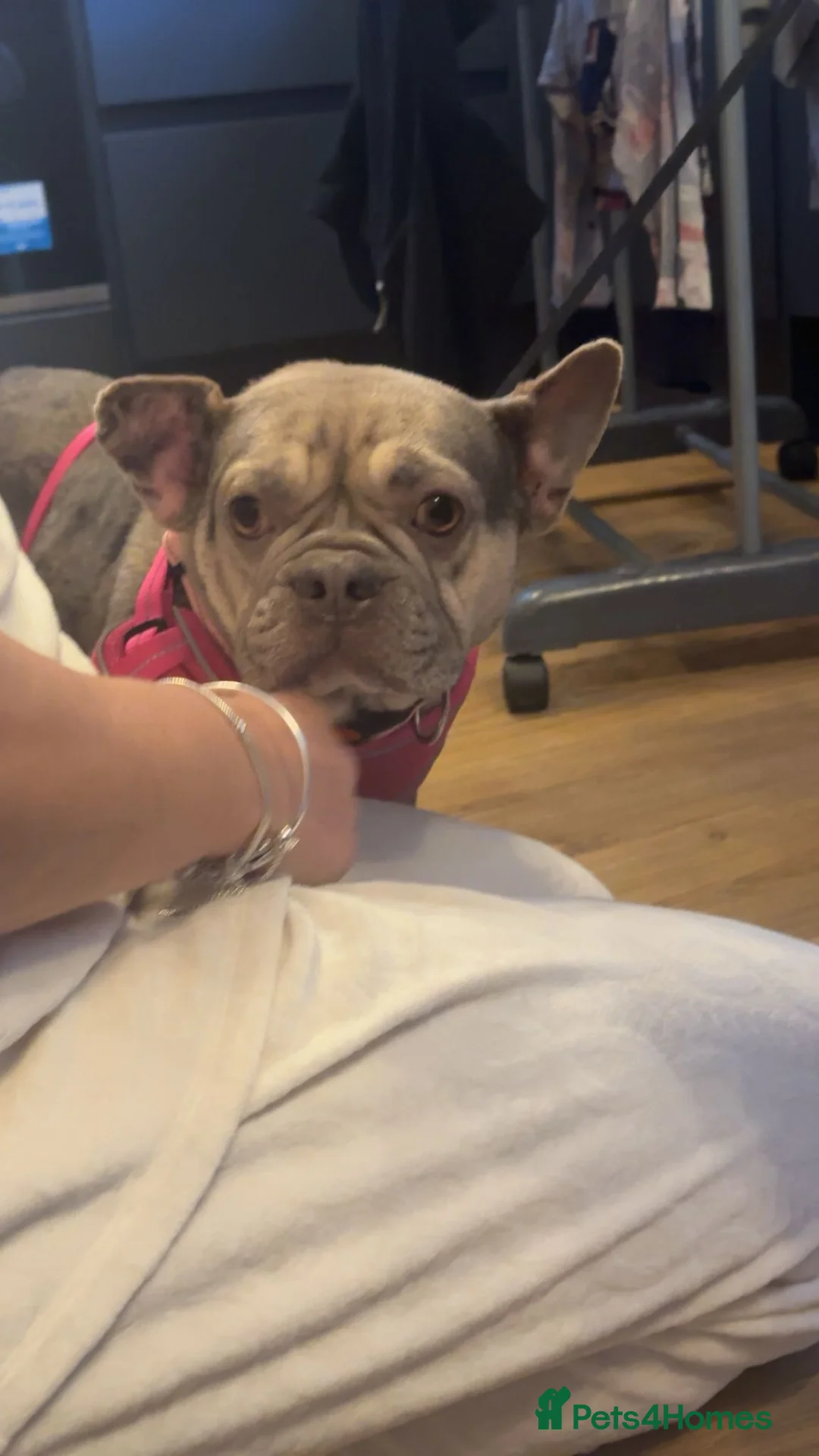 Mixed Breed dogs for sale: French Bulldog - Advert 2