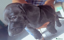 Miniature Dachshund dogs for sale: Last girl ready to go. Beautiful mini dachshund. in Coalville - Image 3