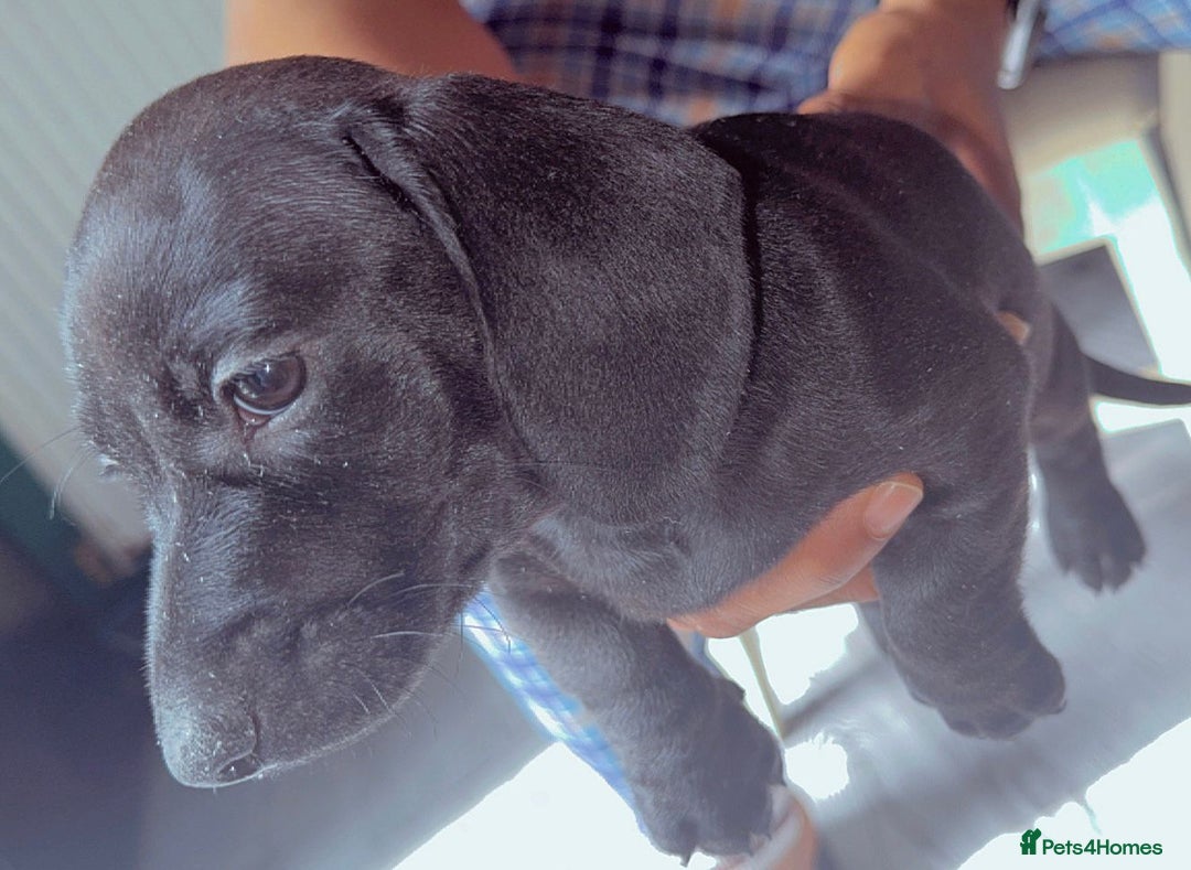 Miniature Dachshund dogs for sale: Last girl ready to go. Beautiful mini dachshund. in Coalville - Image 3