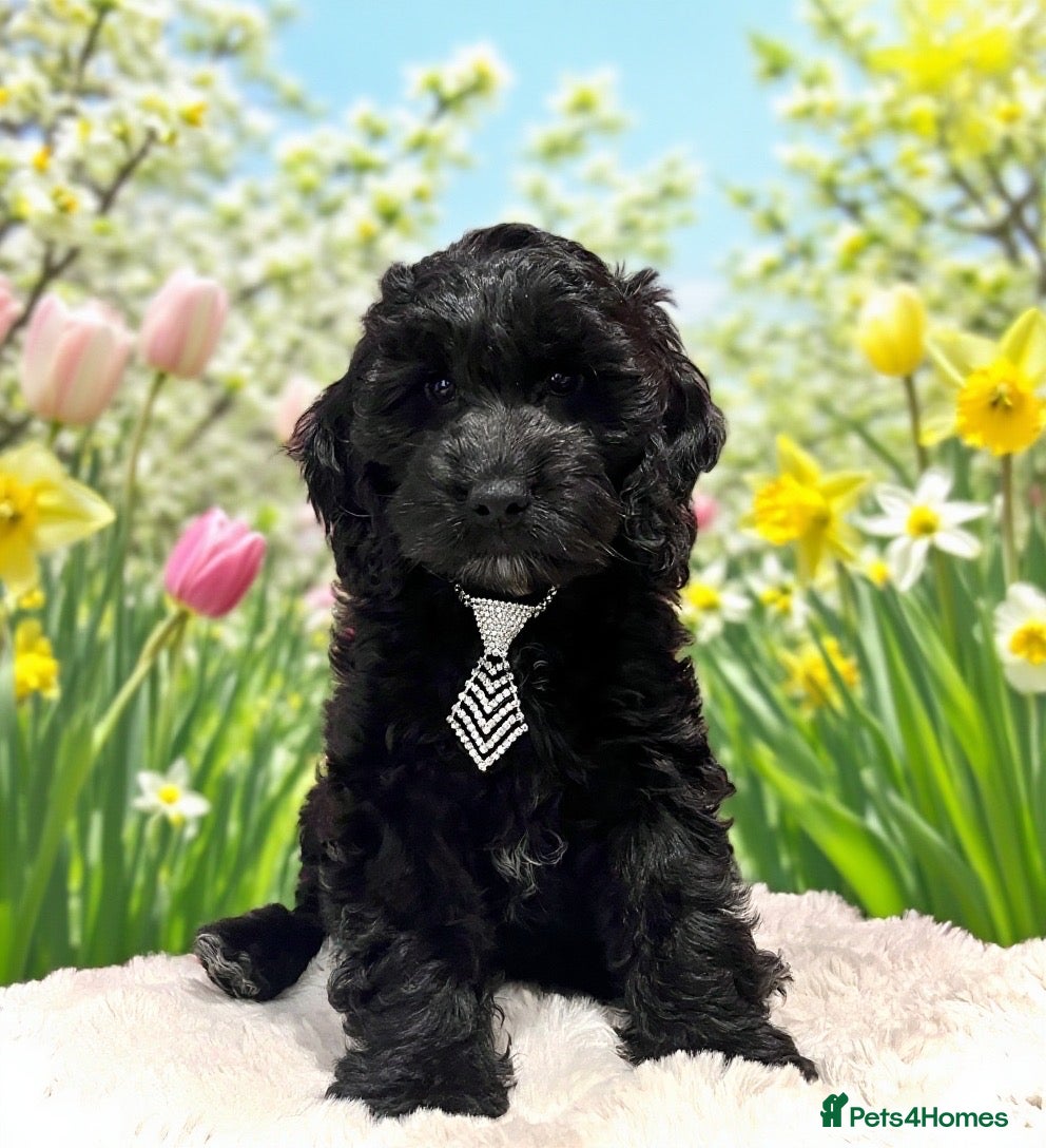 Cockapoo dogs 🏆CHAMPION LINES🌟 SHOWTYPE Miniature F1 Cockapoos - Advert 1