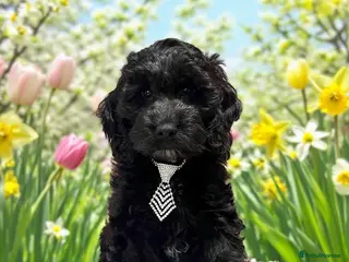 Cockapoo dogs 🏆CHAMPION LINES🌟 SHOWTYPE Miniature F1 Cockapoos - Advert 1