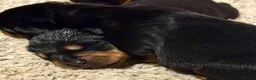 Rottweiler dogs for sale: Gorgeous Rottweiler puppies available  - Advert 14