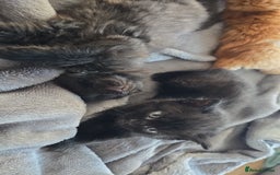 Mixed Breed cats for sale: Cross british short hair kittens in Rainham - Image 11
