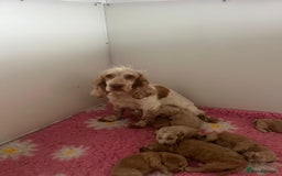 Cockapoo dogs for sale: 3 left gorgeous apricot f1 DNA tested Cockerpoos  - Image 9