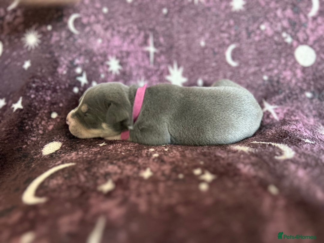 Mixed Breed dogs for sale: Cane Corso x Pocket Bully - Image 6