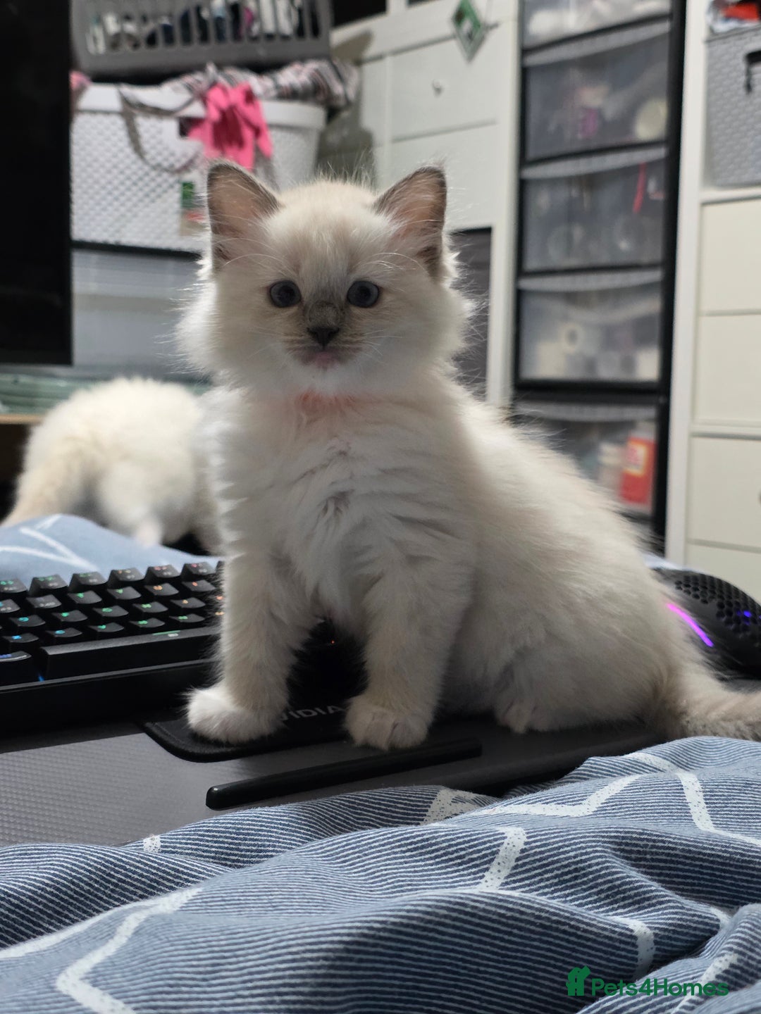 Ragdoll cats for sale: GCCF REGISTERED RAGDOLL KITTENS  - Advert 7