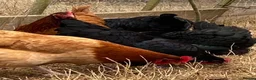 Chickens poultry for sale: Beautiful hybrid hens POL - Advert 6
