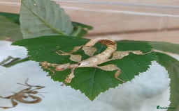 Stick Insects invertebrates for sale: Macleays Spectres  - Image 1