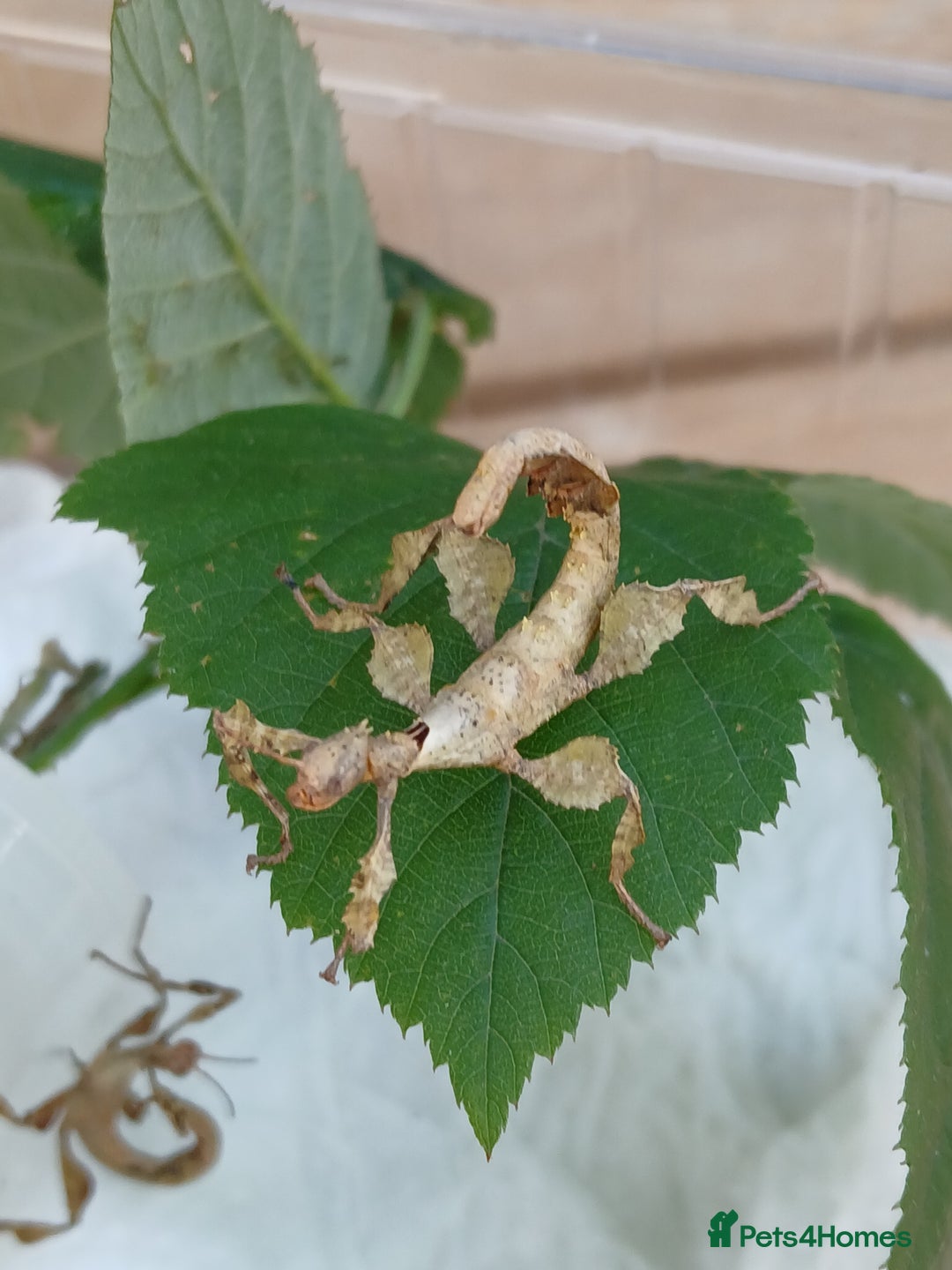 Stick Insects invertebrates for sale: Macleays Spectres  - Image 1