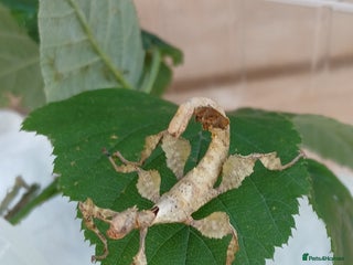 Stick Insects invertebrates - Advert 29