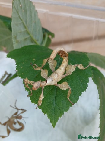 Stick Insects invertebrates - Advert 6