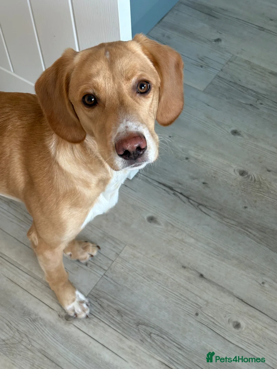Cockerdor dogs for sale: Cockerdor for forever home - Advert 2