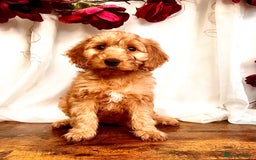 Cockapoo dogs for sale: Quality F1 Cockapoo Puppies GIRLS Various pricing  - Image 10