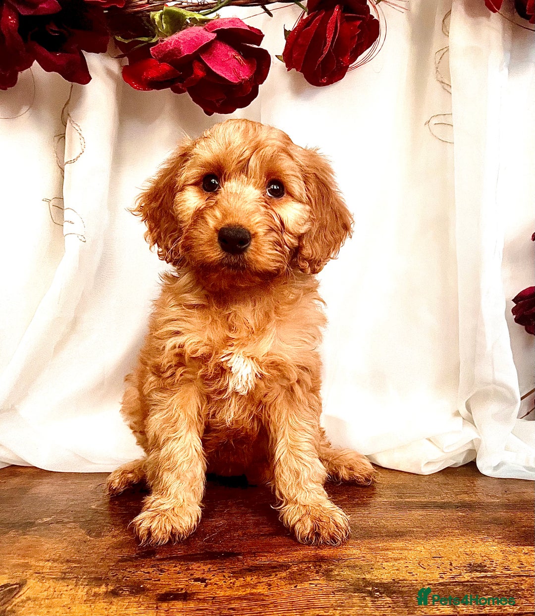 Cockapoo dogs for sale: Quality F1 Cockapoo Puppies GIRLS Various pricing  - Image 10