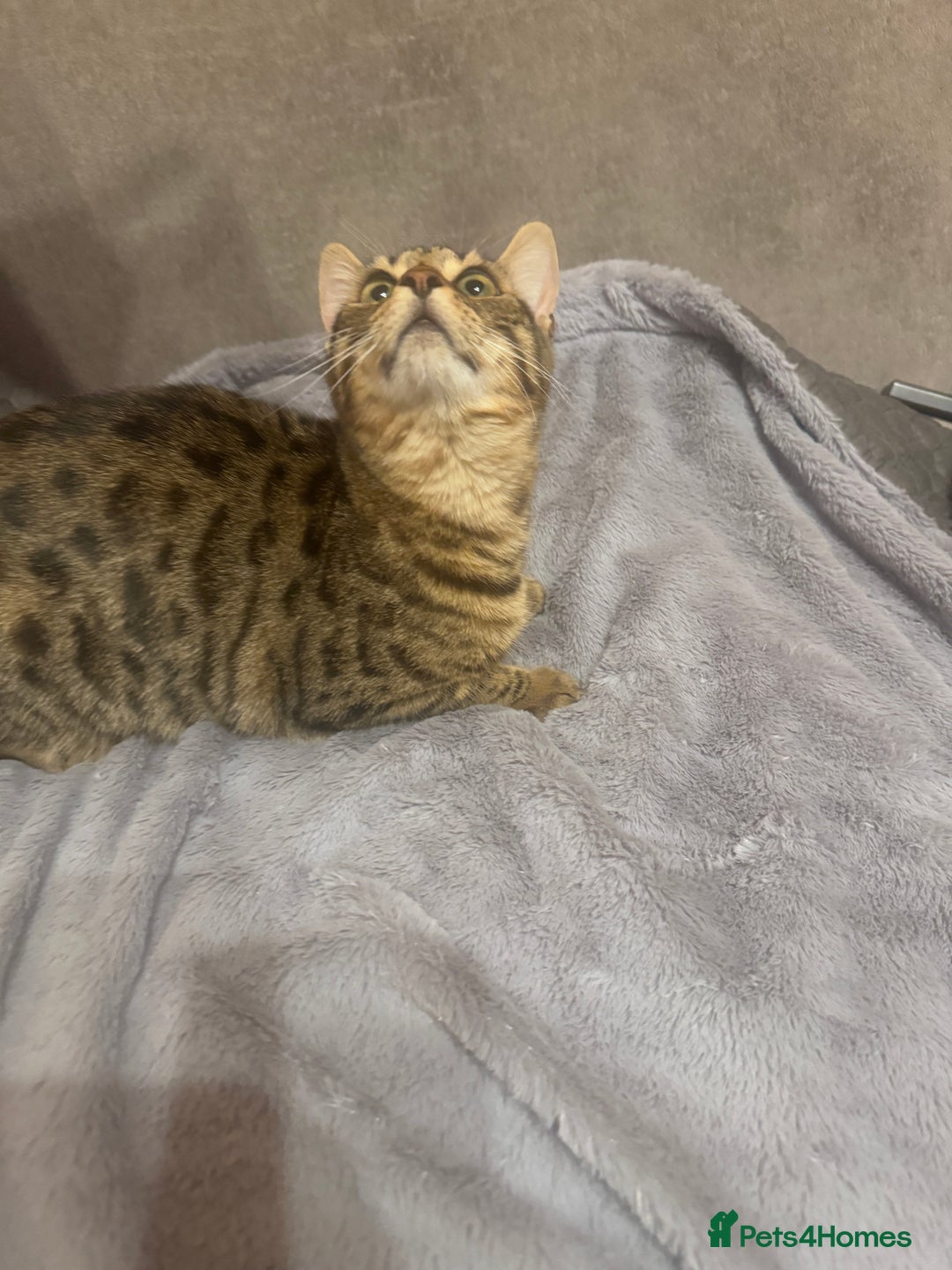 Bengal cats for sale: Bengal cat for sale - Advert 10
