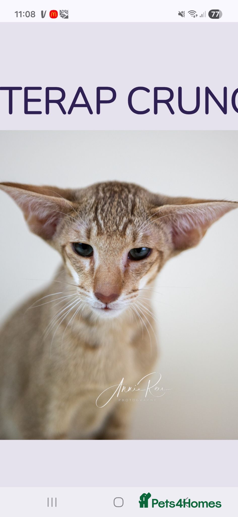 Oriental cats  Cinnamon ticked tabby. Champion  - Advert 5