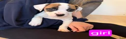 Mixed Breed dogs for sale: 5 staffy puppies - Advert 3